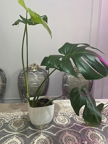 Монстеры: Монстера делициоза (Monstera deliciosa) – крупное — 49