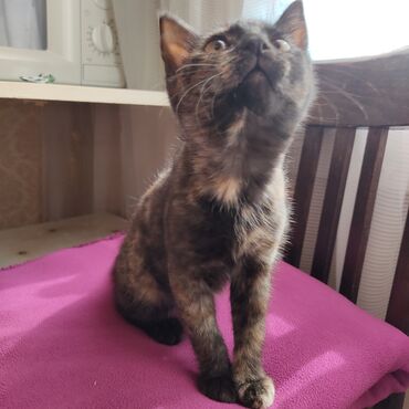 беременная кошка: 3 месяца, Девочка, Приучена к лотку, Проглистована