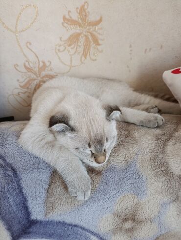 объявления о найденных животных: Продам котика вислоухий. Красивый кушает корм к лотку приучен возраст