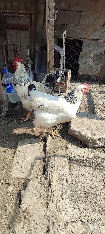 Куры, петухи: Продаю | Куры | Несушки — 1