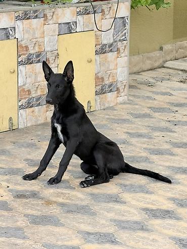 Belçika çoban iti, 5 ay, Peyvəndli, Pulsuz çatdırılma lalafo.az -da Belçika çoban iti, 5 ay, Peyvəndli, Pulsuz çatdırılma