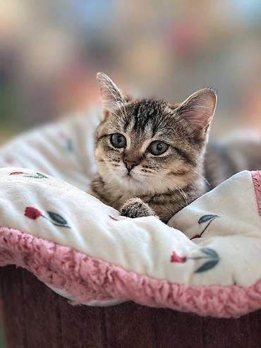 кошка каракол: 4 айлык, Ургаачы, Лотокко барууга үйрөтүлгөн — 2