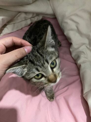 вислоухий котенок: Полосатый котёнок, девочка 2 месяца . серо-коричневые полосы