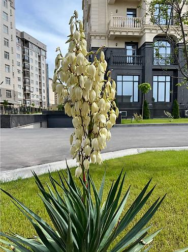 act: 4 комнаты, 148 м², Ала-Арча ТРЦ Элитка, 9 этаж, ПСО (под самоотделку) — 3