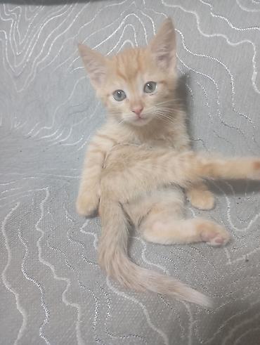 кой аштоо: Котята, помёт домашней кошки. - Окрас: рыжие - Возраст: почти два — 6