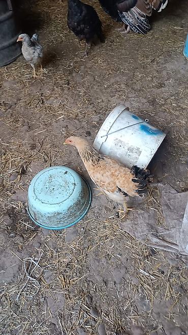Продам с/х животных: Продаю | Куры | Домашняя | Несушки — 3