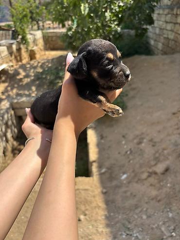 it satisi balaca: Koker spaniyel, 1 ay, Erkək, Peyvəndli — 4
