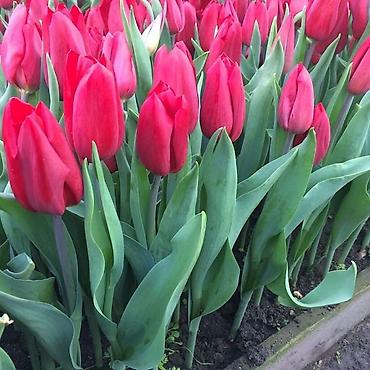 Букеты из живых цветов: Цветы Голландские Тюльпаны Оптом! Тюльпаны вместе с луковицами — 13