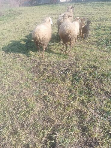 Qoyunlar, qoçlar: 1ci 2ci 4cü qardilar 470 deylir balali cidi şexsler zeng vursun -da lalafo.az — 2 Qoyunlar, qoçlar: 1ci 2ci 4cü qardilar 470 deylir balali cidi şexsler zeng vursun — 2