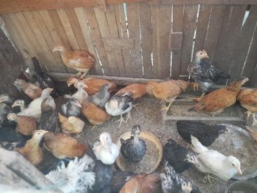 Digər quşlar: Tam sağlam cücələr
90 günlük