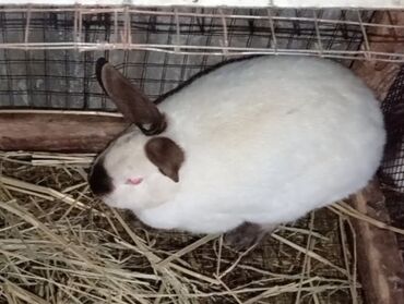 heyvan satışı: Kaliforniya dovşanı em 26 lina dişidilər 8 ayliqdılar biri 30 manat