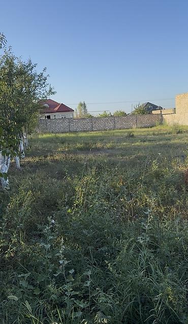 купить участок в вишневке баку: 12 соток, Для сельского хозяйства, Риэлторам не беспокоить, Бялядия (муниципалитет) — 1