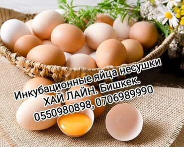 корм куры: Продаю Инкубационое Яйцо несушки Хай Лайн Сони Грей. Высоко яйценоская