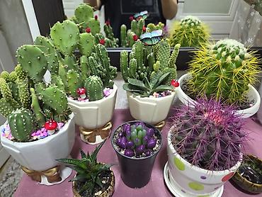 Декабристы: Зигокактус (рождественник, шлюмбергера) штамбовой формы в горшке. - — 23