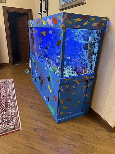 Akvariumlar: Продается аквариум 2 м с рыбами все вместе рыбы декор и — 17