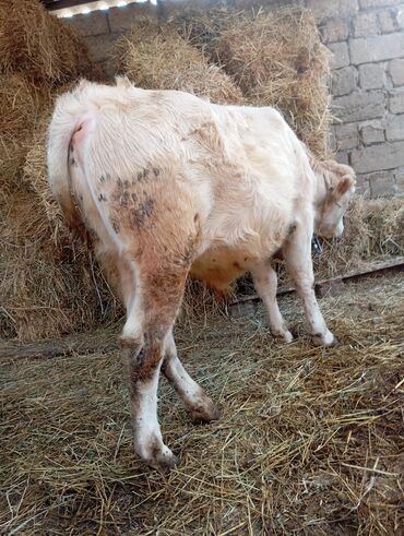 Dana, buzov: Damazlıq ve etlik danalar satılır unvan bine — 9