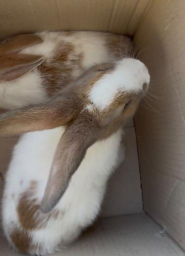 evdə ilbiz: Kaliforniya dovşanı, sağlamdır, ev üçün ideal canlıdır 🐇 Çatdırılma — 1