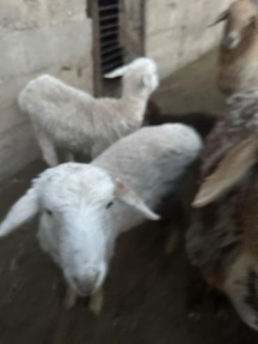 Баран, овца: Продаю | Баран (самец) | Полукровка | Для разведения — 13