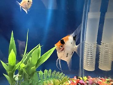 xiaomi akvarium: Dördbucaq akvarium, Balıqlarla birlikdə, 10 l, Ünvandan götürmə — 7