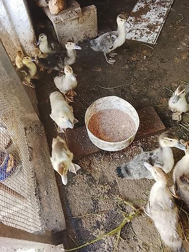 arpanın qiyməti: Macar ördeyi lal 5 manatdan 10 manata qədər qiymetlerle — 8