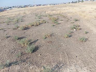 Torpaq sahələrinin satışı: 400 sot, Tikinti — 1