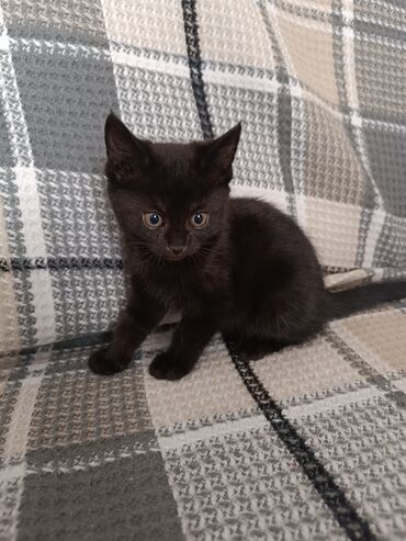 кошка котенок: Кошка даром: Беспородная, 2 месяца, Девочка, Приучена к лотку