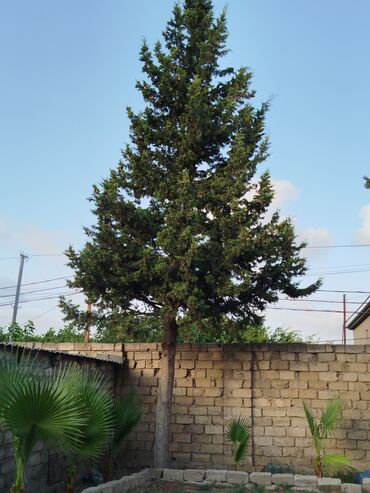 Ağaclar: Hündür boylu, piramida formalı sərv ağacı, yaşıllaşdırma işləri üçün