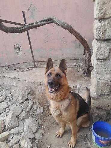 İtlər: Alman çoban iti, 3 il, Dişi, Ünvandan götürmə — 4