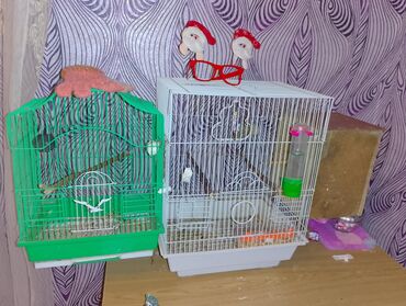 Yuvalar: Dalmaçı qayığı (nimfa/paraket) üçün yuvalama qutusu və cüt dalğıc — 3