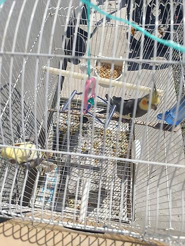 bulbul quşu: Yetişkin quşlardır yumurtlamağa hazırlaşırlar 1 dəfə bala çıxardıblar — 1