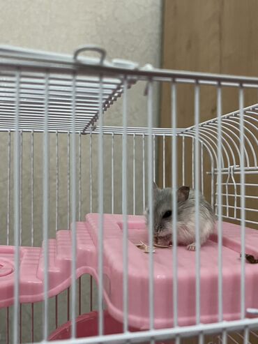 Hamster(xamyak) +evi+ qacdigi ve icinde geze bileceyi topu+ 1 ayliq