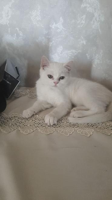 ev pişiyleri: Şotland, Dişi, Yaxşı əllərə, Ünvandan götürmə, Ödənişli çatdırılma — 3