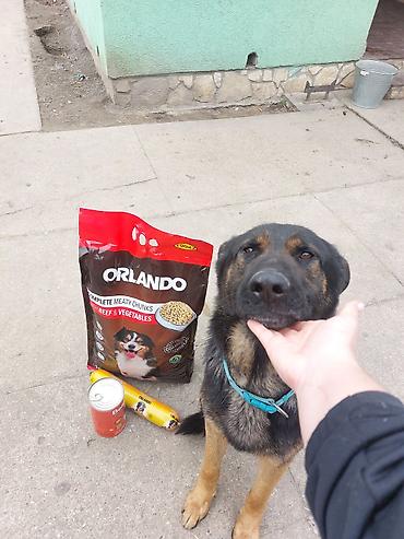 Psi: ❗ IZGUBLJEN PAS – DON ❗ 🙏 MOLIMO ZA POMOĆ I DELJENJE 🙏 Don je nestao i — 6