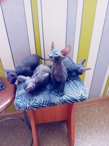 Коты: Продается котенок данской сфинкс мальчик и девочка