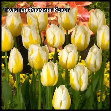 луковица тюльпана купить в Кыргызстан | Куплю дом: Крупные луковицы на выгонку бокаловидных тюльпанов по 50 сом