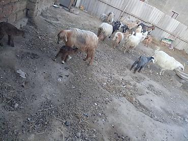 ucuz keci: Qoyun-keçi sürüsü satılır - Çoxsaylı müxtəlif cins və rəngdə keçilər — 2