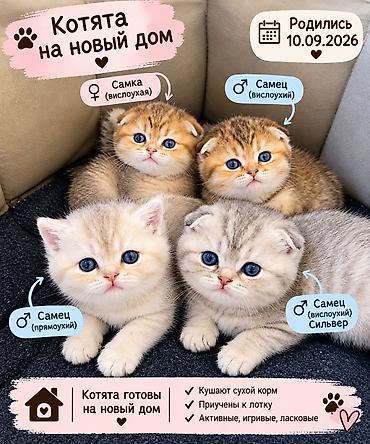 ragdoll pisik: Qızıl şinşilla, Erkək — 1