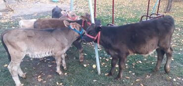 продаю музоо торпок корова самка бык самец айрширская ангус алатауская на забой для разведения на откорм племенные нетель привязанные: Продаю | Бык (самец) | Швицкая, Симментальская | На откорм, Для разведения