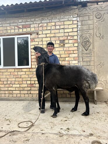 пони сатылат: Кочкорлор, койлор