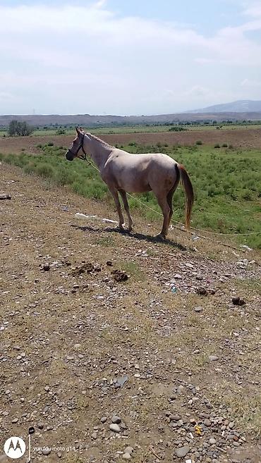 sultan qusu qiymeti: Dişi, il: 4 — 2