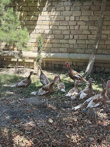 hind toyuğu: Məhsul: Hind toyuqları (qəhvəyi-ağ ləkəli rəng) Təsvir: - Qrup — 4