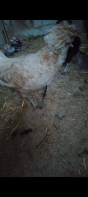 Cücələr: Toyuq cücələri, Damazlıq — 15