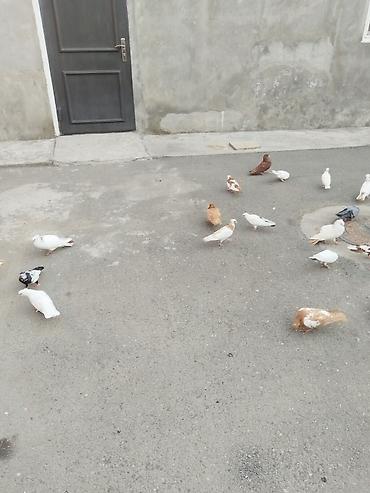 goyərcin yuvalari: Təcili satılır 23 quş 140 manat gəncə — 3