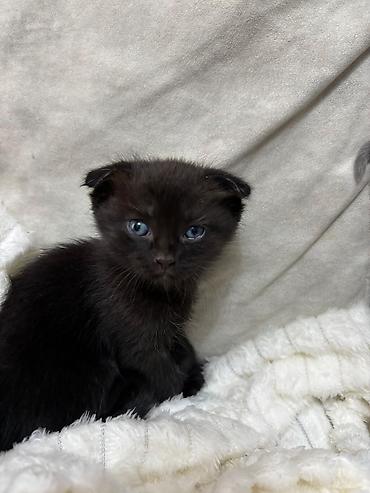 Pişiklər: Britan — 4