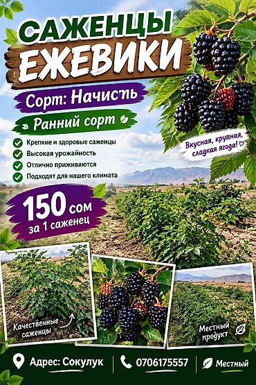 Саженцы ежевики — сорт Начисть (ранний) - Вкусная, крупная и сладкая