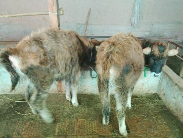 Коровы, быки: Продаю | Тёлка | Алатауская, Полукровка | Для разведения | После отела — 27