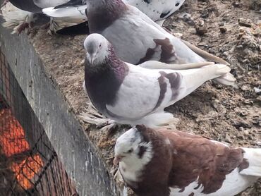 Птицы: Породистые декоративные голуби (разные масти и типы оперения) — 3