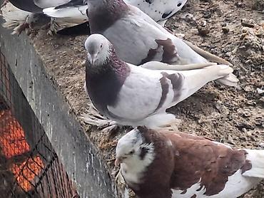 Другие с/х животные: Породные голуби декоративных линий. Описание: - Разноцветные окрасы — 1