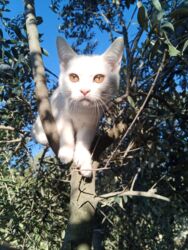 Pişiklər: Erkək, Dişi, Yaxşı əllərə, Ödənişli çatdırılma — 7