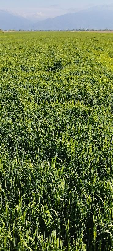 Продажа участков: 400 соток — 5